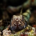 lizardfish_reef_res_h_0705_png0265.jpg